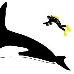 thumbnail for publication: Cetaceans 4 Grade Curriculum—Lesson 4: How Big Are Cetaceans?